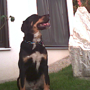 Herzenshund CORA