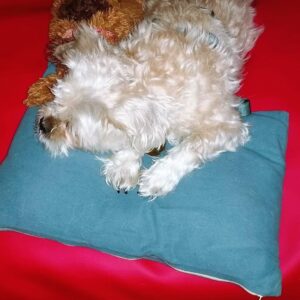 Liegeplätze für Hunde